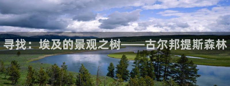 新宝gg 注册:寻找:埃及的景观之树——古尔邦提斯森林